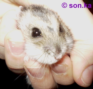 Pinkyho hlava