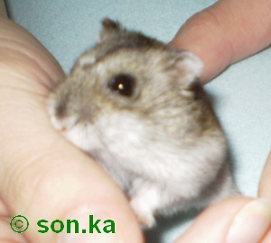 Pinky rozospatý