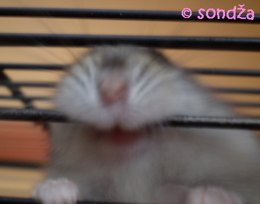 Pinky - Detail XD