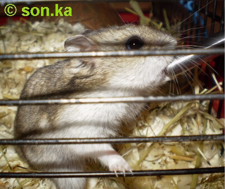 Pinky pije