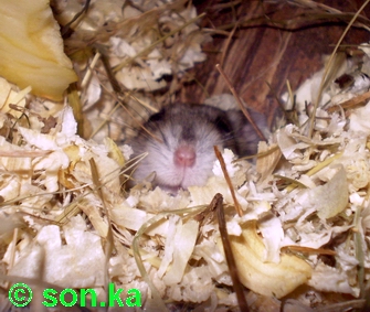 Pinky kukuč 1