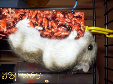 Pinky hlodká tyčku