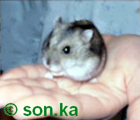 Pinky na ruke 2
