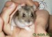 Pinky na ruke 1