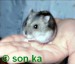 Pinky na ruke 2